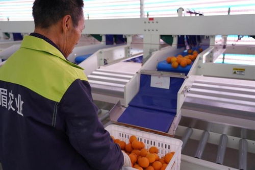 科技賦能，品牌鑄魂——一家科技公司的農產品品牌化探索與啟示